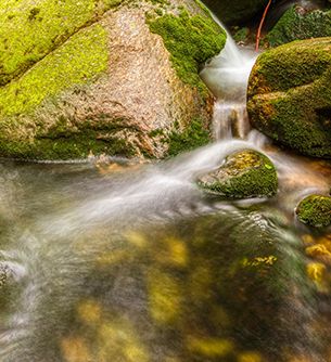 Plancoët, bretonne pure et dure